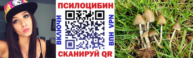 Купить  Валдай  Галлюциногенные грибы Psilocybe 
